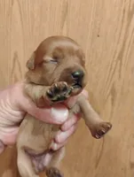 Pup1, a female Pomapoo for sale in Evansville, IN – 2 of 2
