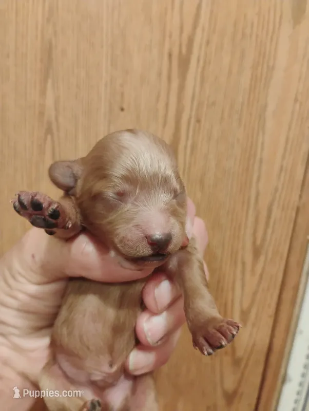 Pup3 – Pomapoo puppy for sale in Evansville, IN