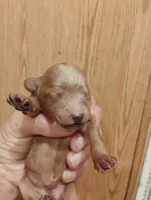 Pup3, a female Pomapoo for sale in Evansville, IN – 1 of 2