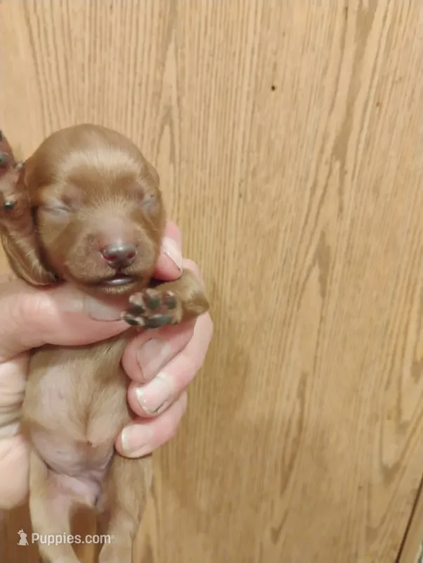 Pup2 – Pomapoo puppy for sale in Evansville, IN