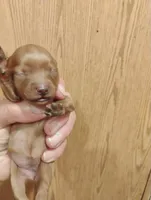Pup2, a female Pomapoo for sale in Evansville, IN – 1 of 2