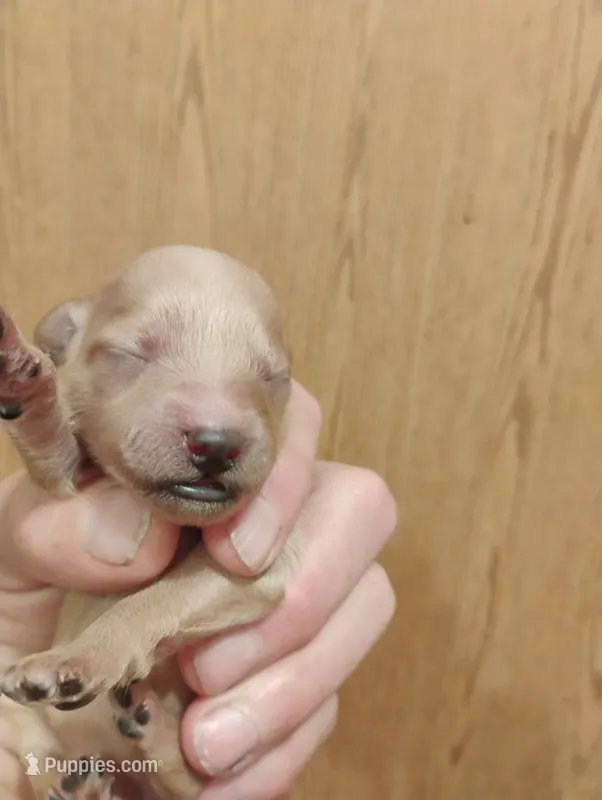 Pup4 – Pomapoo puppy for sale in Evansville, IN