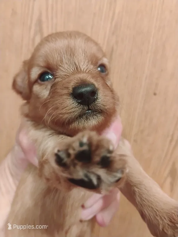 Pup1 – Pomapoo puppy for sale in Evansville, IN