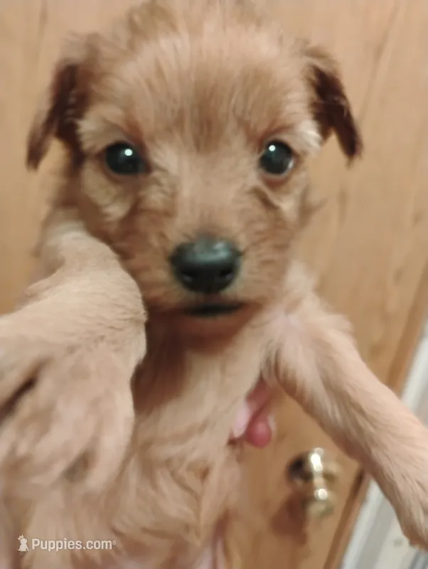Pup7 – Pomapoo puppy for sale in Evansville, IN