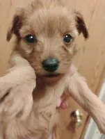 Pup7, a female Pomapoo for sale in Evansville, IN – 1 of 1