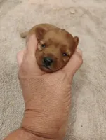 Pup2, a female Pomapoo for sale in Evansville, IN – 1 of 1
