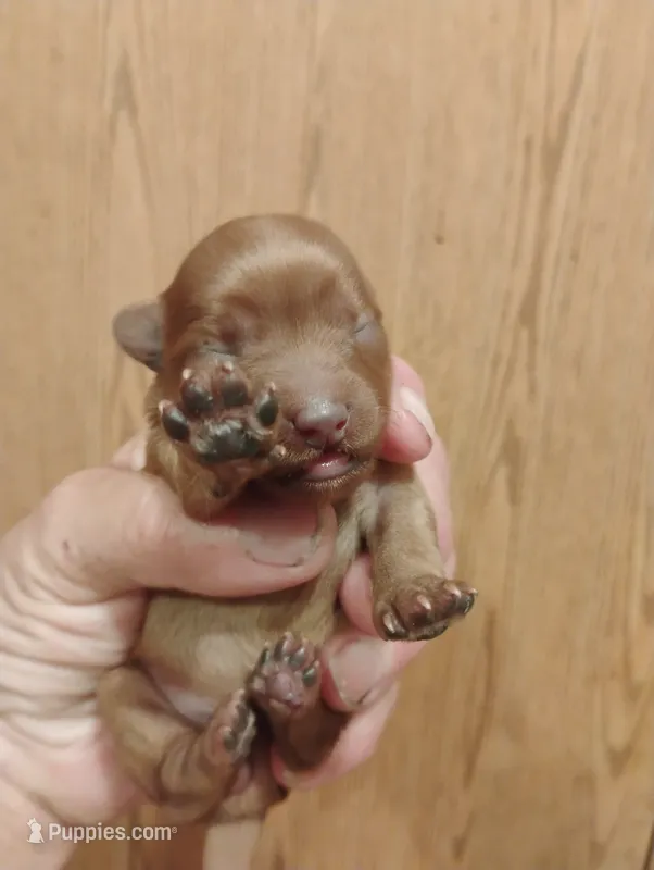 Pup1 – Pomapoo puppy for sale in Evansville, IN