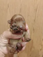 Pup1, a female Pomapoo for sale in Evansville, IN – 1 of 2