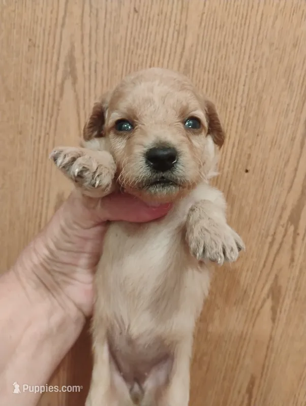 Pup4 – Pomapoo puppy for sale in Evansville, IN