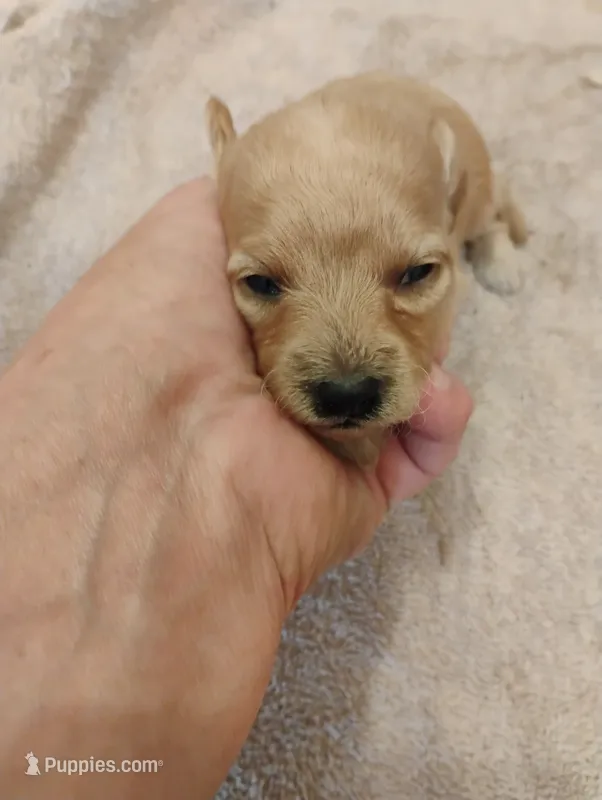 Pup4 – Pomapoo puppy for sale in Evansville, IN