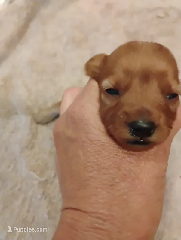 Pup3 – Pomapoo puppy for sale in Evansville, IN
