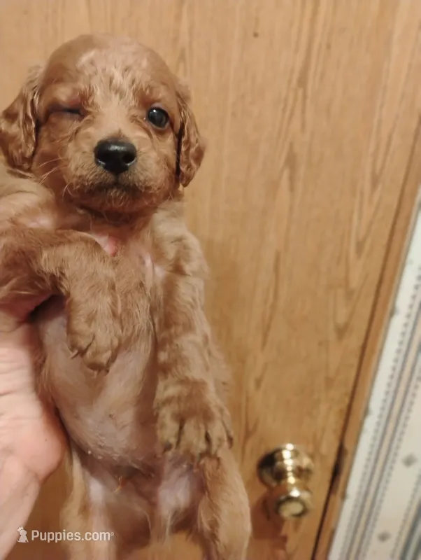 Pup3 – Pomapoo puppy for sale in Evansville, IN