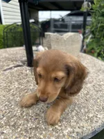 Felix, a male Miniature Dachshund for sale in Riesel, TX – 2 of 9