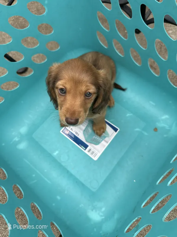 Katya – Miniature Dachshund puppy for sale in Riesel, TX