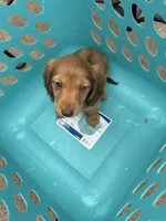 Katya, a female Miniature Dachshund for sale in Riesel, TX – 1 of 7