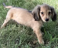 Vlad, a male Miniature Dachshund for sale in Riesel, TX – 5 of 6
