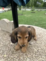 Mia, a female Miniature Dachshund for sale in Riesel, TX – 1 of 9