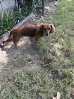 Leon, a male Miniature Dachshund for sale in Riesel, TX – 9 of 9