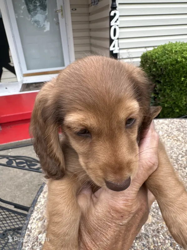 Felix – Miniature Dachshund puppy for sale in Riesel, TX