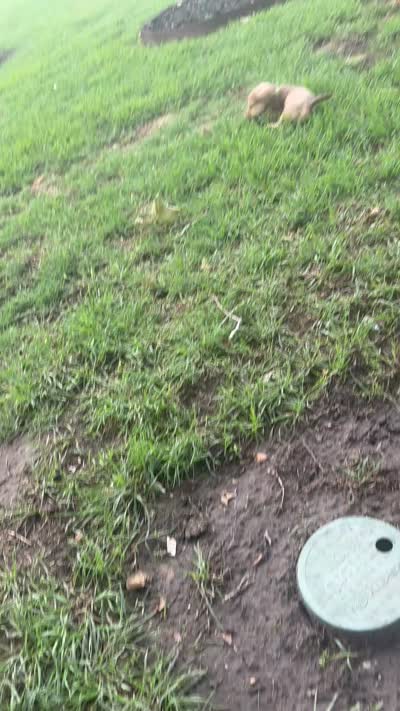 Felix, a male Miniature Dachshund for sale in Riesel, TX – 8 of 9
