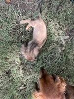Polina, a female Miniature Dachshund for sale in Riesel, TX – 8 of 8