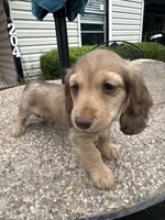 Leon, a male Miniature Dachshund for sale in Riesel, TX – 2 of 9