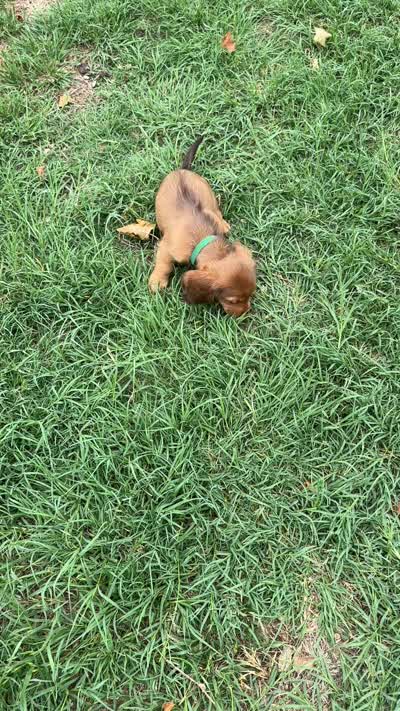 Vlad, a male Miniature Dachshund for sale in Riesel, TX – 3 of 6