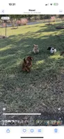Felix, a male Miniature Dachshund for sale in Riesel, TX – 6 of 9