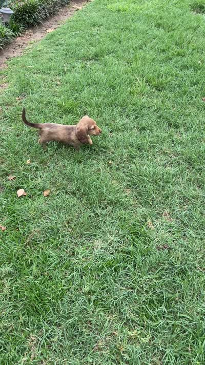 Leon, a male Miniature Dachshund for sale in Riesel, TX – 4 of 9