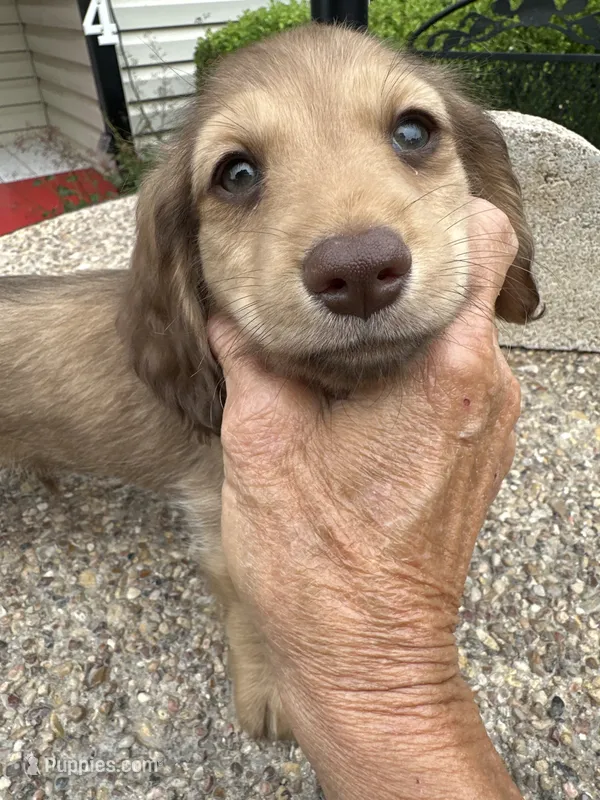 Leon – Miniature Dachshund puppy for sale in Riesel, TX