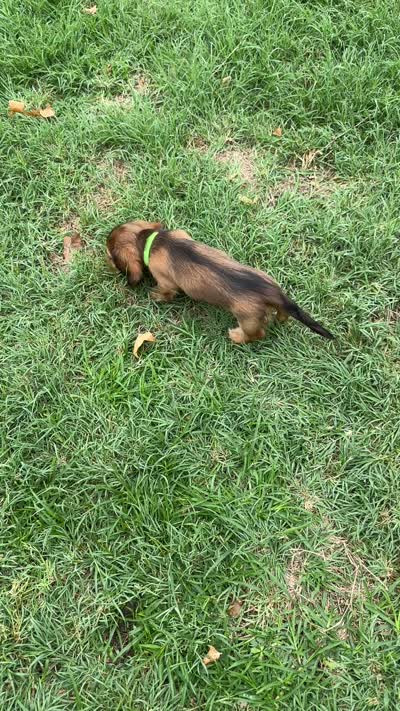 Mia, a female Miniature Dachshund for sale in Riesel, TX – 9 of 9