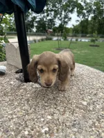 Polina, a female Miniature Dachshund for sale in Riesel, TX – 2 of 8