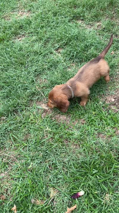 Felix, a male Miniature Dachshund for sale in Riesel, TX – 3 of 9