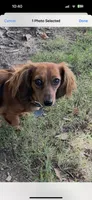 Mia, a female Miniature Dachshund for sale in Riesel, TX – 8 of 9