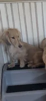 Katya, a female Miniature Dachshund for sale in Riesel, TX – 5 of 7