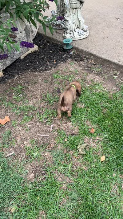 Polina, a female Miniature Dachshund for sale in Riesel, TX – 3 of 8