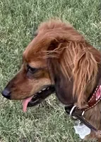 Katya, a female Miniature Dachshund for sale in Riesel, TX – 6 of 7