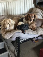 Leon, a male Miniature Dachshund for sale in Riesel, TX – 8 of 9