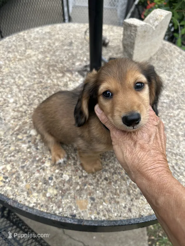 Vlad – Miniature Dachshund puppy for sale in Riesel, TX