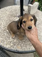 Vlad, a male Miniature Dachshund for sale in Riesel, TX – 1 of 6