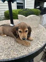Vlad, a male Miniature Dachshund for sale in Riesel, TX – 2 of 6