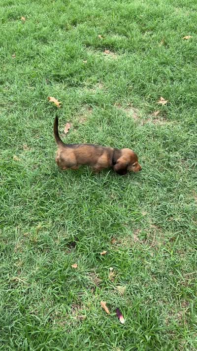 Vlad, a male Miniature Dachshund for sale in Riesel, TX – 6 of 6
