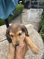 Mia, a female Miniature Dachshund for sale in Riesel, TX – 2 of 9