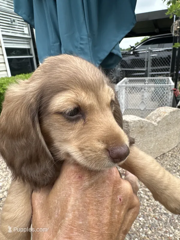 Polina – Miniature Dachshund puppy for sale in Riesel, TX