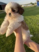 Lucy, a female Shih Tzu for sale in Madison, WI – Photo 4 of 4