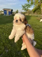 Lucy, a female Shih Tzu for sale in Madison, WI – Photo 1 of 4