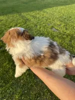 Lucy, a female Shih Tzu for sale in Madison, WI – Photo 2 of 4