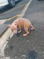 Amber, a female American Bully for sale in Summit, NJ – 2 of 2