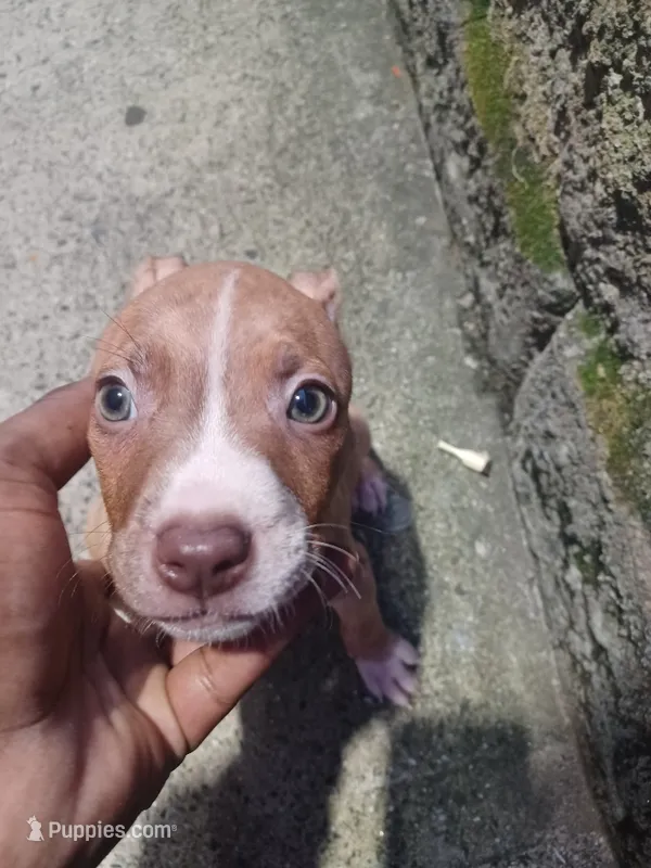 Cinnamon  – American Bully puppy for sale in Summit, NJ