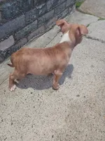 Cinnamon , a female American Bully for sale in Summit, NJ – 2 of 2
